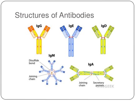 antibodies-ppt-21-638